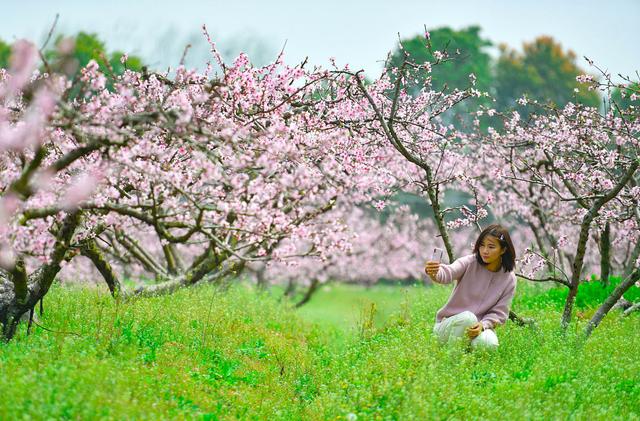 桃花知己安卓版桃源深处有人家安卓转苹果-第2张图片-太平洋在线下载