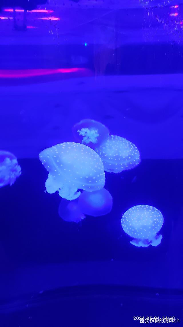 水底世界手机版视频教学我的水世界求生下载手机版正-第1张图片-太平洋在线下载