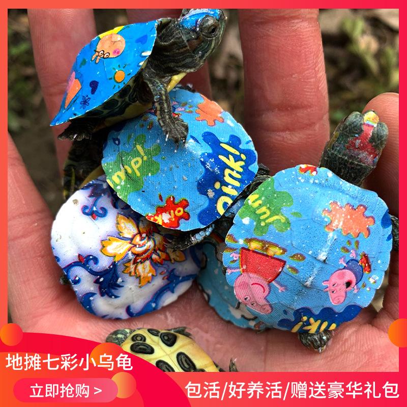 小乌龟客户端revertrecoverx官网下载电脑版-第1张图片-太平洋在线下载