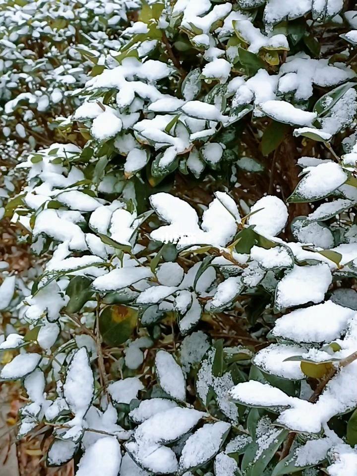 安卓版飘雪壁纸花夜动态壁纸安卓版下载-第2张图片-太平洋在线下载
